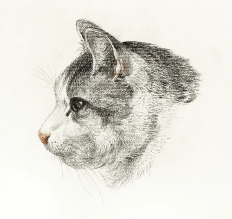 Sketch of a Cat by Jean Bernard